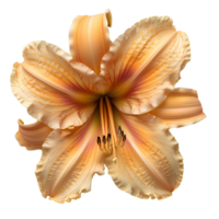 Daylily flower Summertime bloom of ditch-lily flower. Daylily flower top view. Daylily flat lay isolated png