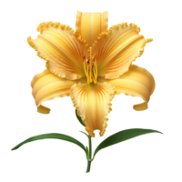 Daylily flower Summertime bloom of ditch-lily flower. Daylily flower top view. Daylily flat lay isolated png