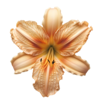 daylily fiore estate fioritura di giglio di fossa fiore. daylily fiore superiore Visualizza. daylily piatto posare isolato png