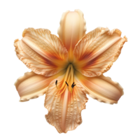 Daylily flower Summertime bloom of ditch-lily flower. Daylily flower top view. Daylily flat lay isolated png