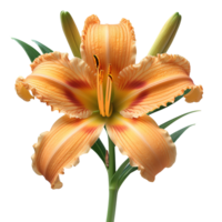 daylily fiore estate fioritura di giglio di fossa fiore. daylily fiore superiore Visualizza. daylily piatto posare isolato png