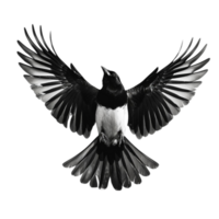 Avian Elegance The Grace and Beauty of Black and White Birds png