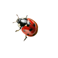 A ladybug image png