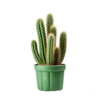 Decorative Green Cactus In Green Ceramic Pot. Isolated on Background png