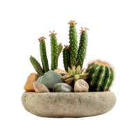 Variety Of Cactus Plants In A Decorative Concrete Bowl Pot. Isolated on Background png