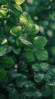 Sunlight Filtering Through Green Leaves in a Forest photo