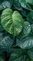 Lush Green Monstera Leaves Covered in Dew After Rain photo