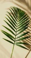 A Single Palm Leaf Casts a Shadow on a Beige Background photo