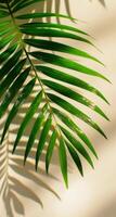 A Single Palm Leaf Casts a Shadow on a Beige Background photo