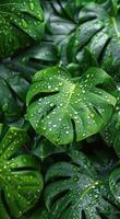 Lush Green Monstera Leaves Covered in Dew After Rain photo