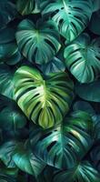 Lush Green Monstera Leaves Close Up photo