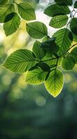 Green Leaves Illuminated By Sunlight On A Sunny Day photo