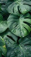 Lush Green Monstera Leaves Covered in Dew After Rain photo