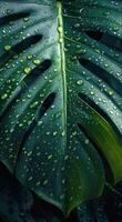 grande verde hoja con gotas de lluvia en un tropical ajuste foto