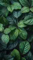 Green Leaves Covered in Dew After a Morning Rain photo