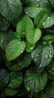 Green Leaves Covered in Dew After a Morning Rain photo