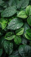 Green Leaves Covered in Dew After a Morning Rain photo