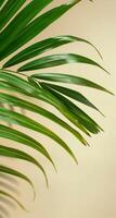 Close Up Of Green Palm Frond Against A Light Beige Wall photo