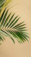 Close Up Of Green Palm Frond Against A Light Beige Wall photo