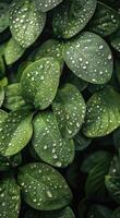 Green Leaves Covered in Dew After a Morning Rain photo