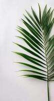 Single Green Palm Leaf Against White Background photo