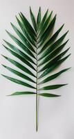 Single Green Palm Leaf Against White Background photo