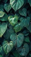 Lush Green Heart-Shaped Leaves in a Tropical Forest photo