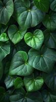 Lush Green Heart-Shaped Leaves in a Tropical Forest photo