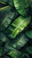 Closeup of Large Green Banana Leaves in Lush Tropical Foliage photo