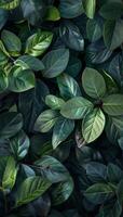 Lush Green Leaves Close Up, Natural Background Texture photo
