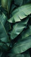 de cerca de grande verde plátano hojas en lozano tropical follaje foto