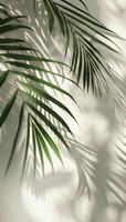 Palm Leaf Shadow on White Wall in the Afternoon Sun photo