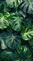 Lush Green Monstera Leaves in a Tropical Rainforest photo