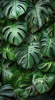 Lush Green Monstera Leaves in a Tropical Rainforest photo