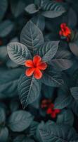 Single Red Flower Amidst Lush Green Foliage photo