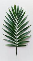 Single Green Palm Leaf Against White Background photo