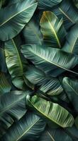 Closeup of Large Green Banana Leaves in Lush Tropical Foliage photo