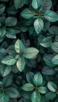 Lush Green Leaves Close Up, Natural Background Texture photo