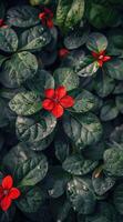 Single Red Flower Amidst Lush Green Foliage photo