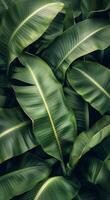 de cerca de grande verde plátano hojas en lozano tropical follaje foto
