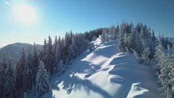 Flying over the forest and mountains in winter. Snowy tree branch in a view of the winter forest. Aerial footage video