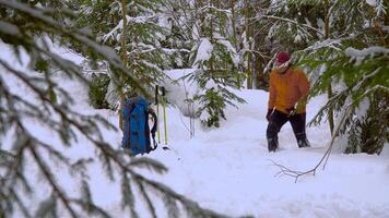A man travels in the winter forest. Winter sports and recreation hiking concept. Carpathian mountain range. 4K video
