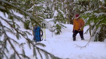 un' uomo viaggi nel il inverno foresta. inverno gli sport e ricreazione escursioni a piedi concetto. carpazi montagna gamma. 4k video