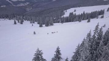 Flying over a group of tourists with backpacks in the winter mountains. Winter climbing in the Carpathian Mountains. Snowy tree branch in a view of the winter forest. Aerial footage, 4K video