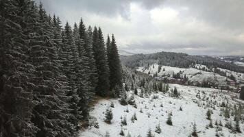 fliegend Über das Wald im Winter. schneebedeckt Baum Ast im ein Aussicht von das Winter Wald. Antenne Aufnahmen video