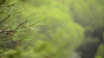 regen vallend in bladeren pijnboom in de Woud een regenachtig dag video