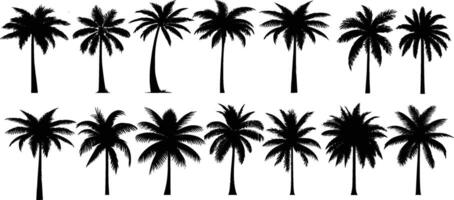 black silhouettes of palm trees isolated on a white background. vector