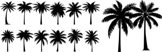 black silhouettes of palm trees isolated on a white background. vector