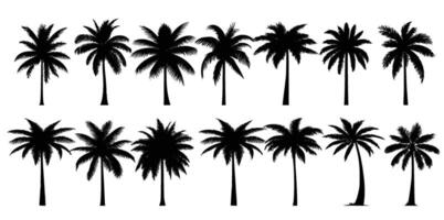 Set of silhouettes of palm trees vector