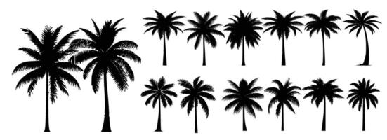 black silhouettes of palm trees isolated on a white background. vector